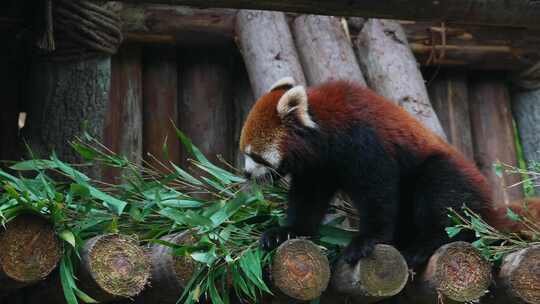 小熊猫吃竹子