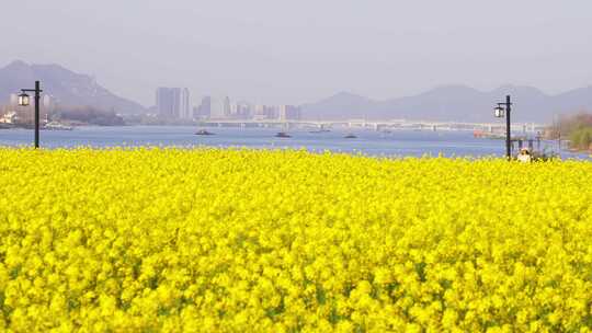 杭州富阳富春江江畔春天油菜花风景