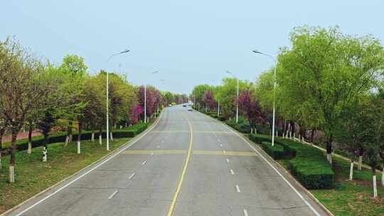 河堤路 道路交通 春季 春暖花开 风景