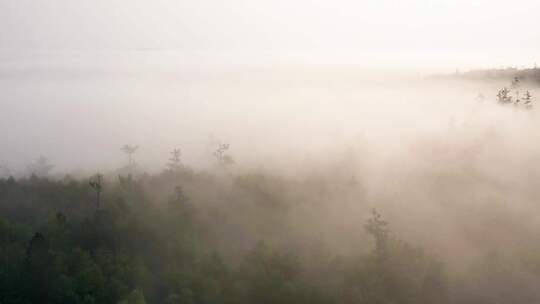 森林晨雾延时摄影