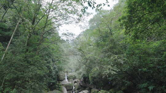 青城山 植被