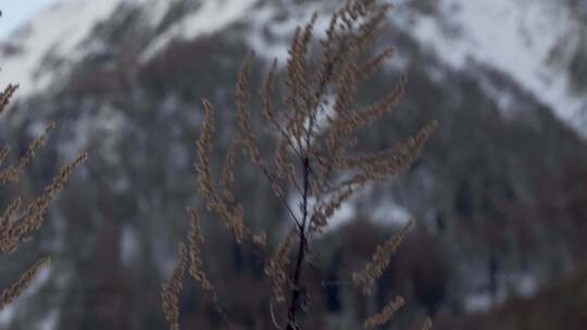 白雪皑皑的风景旁流淌的河流