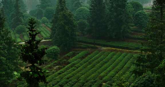 春雨中的长沙县金井茶园