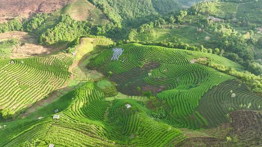 航拍茶山茶园