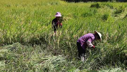两个女人在田里收割水稻