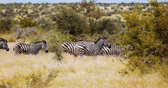 Zebra， Group，Safari，