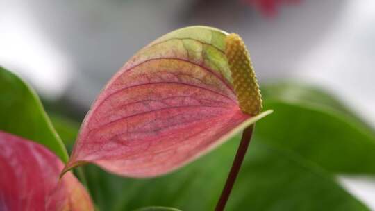 花烛 红鹅掌 红掌 花卉植物 鲜花 观赏