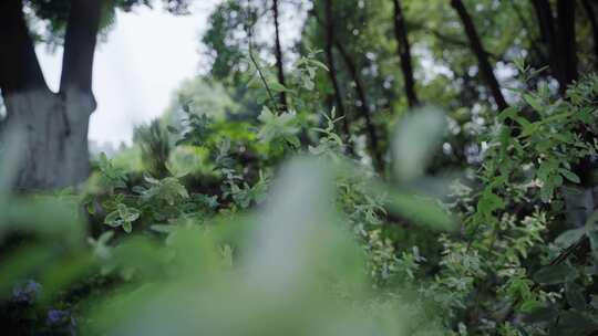 花木花草风景树林蓝天白云