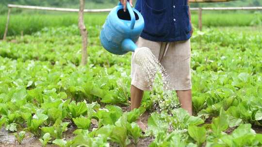 农民给绿色蔬菜浇水视频素材模板下载