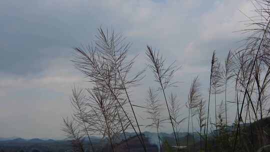 蓝天下风吹野草芦苇植物实拍