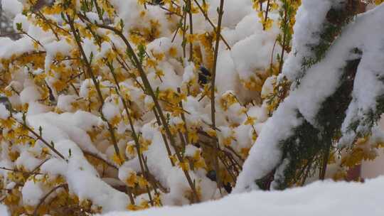 延时花朵上的雪融化