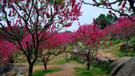 桃花林 树林 春暖花开 桃花坞 桃花园