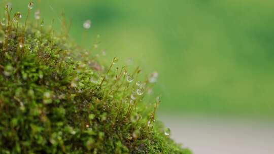 大自然青苔雨露水珠视频素材模板下载