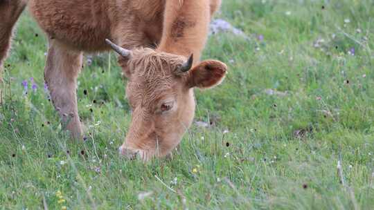 草原牛吃草  畜牧业 养殖 牛群