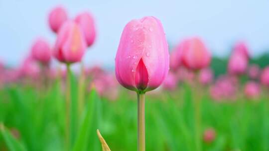 盛开的粉色郁金香花田