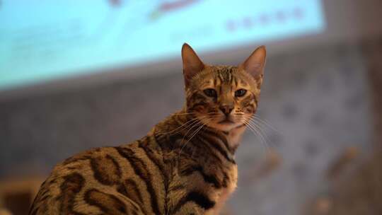 猫咖里的宠物猫视频素材模板下载