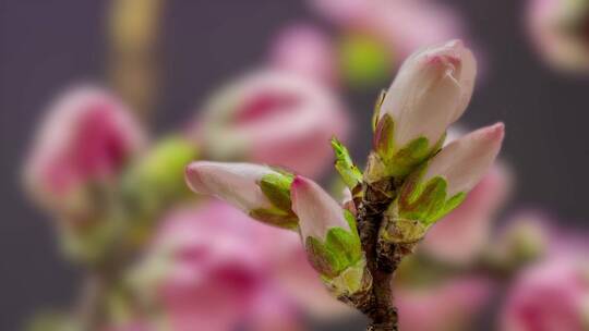 粉红樱花盛开樱花开延时摄影微距樱花盛开