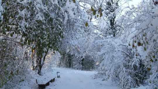 雪林树木冬季