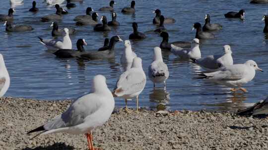 海鸥海鸟湖水岸边栖息