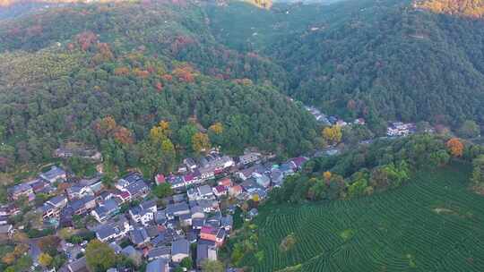 唯美杭州西湖龙井茶文化景区航拍茶园地茶叶