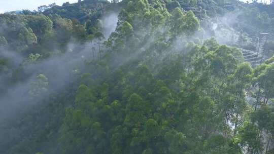 雨雾缭绕的茶山