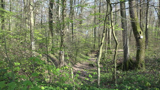 森林中的小径放大镜头