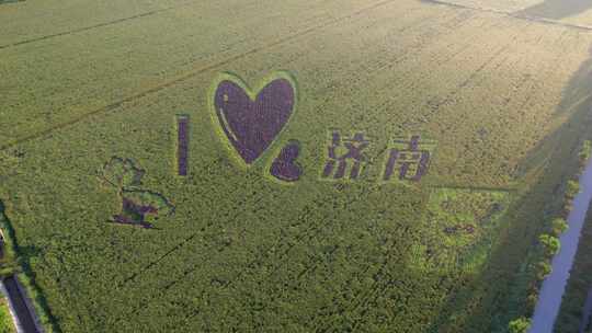 4k航拍山东济南稻田画我爱济南