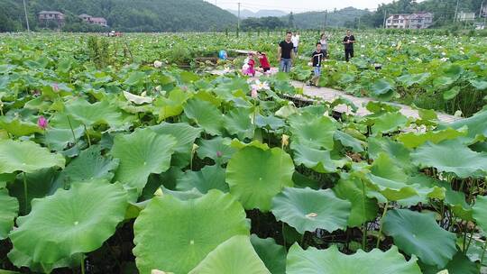 常山养生节