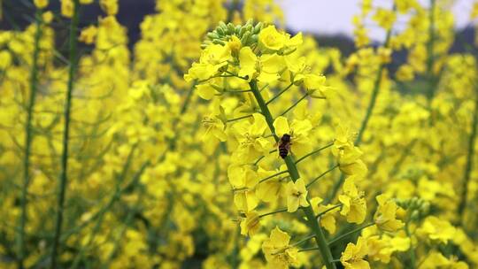 蜜蜂油菜花 花虫视频素材模板下载