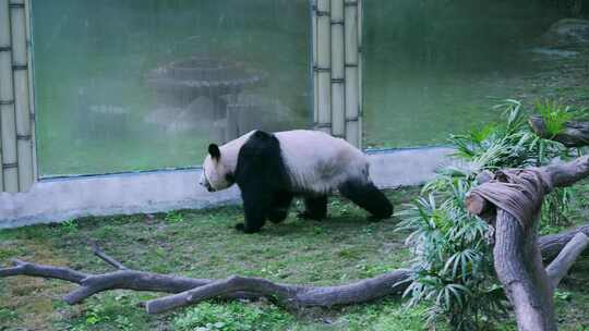 大熊猫行走打滚视频合集