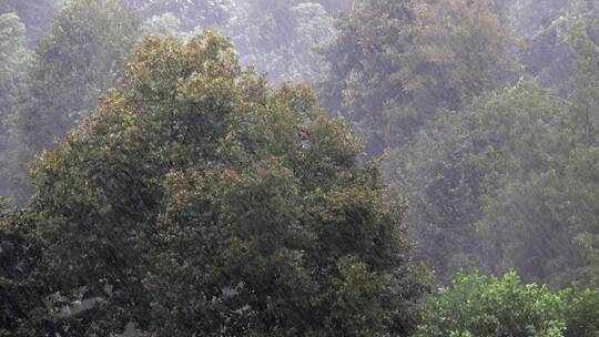 大暴雨冲刷着森林