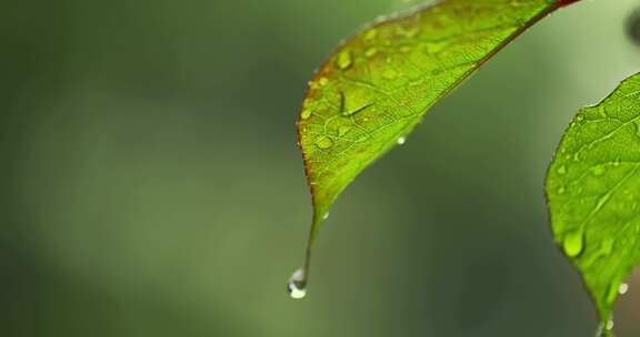 （慢镜）下雨天水珠从绿叶写滑落微距特写