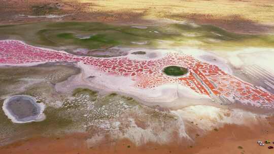 4k阿拉善沙漠中的骆驼湖视频素材模板下载