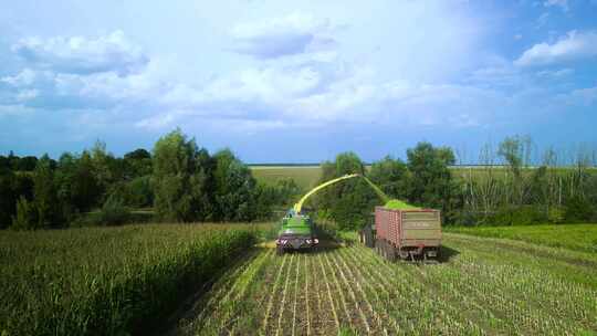 乌克兰绿色联合收割机切割玉米作为青贮饲料视频素材模板下载
