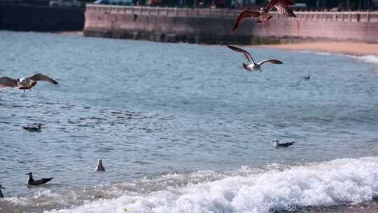 海面海浪上飞翔的海鸥