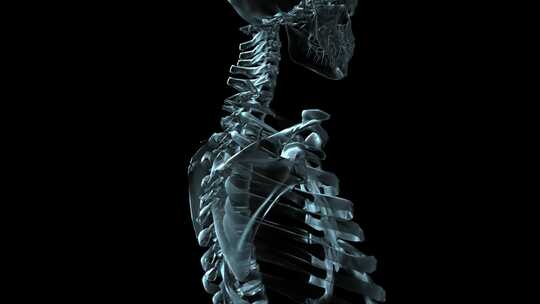 人体骨骼3d动画视频素材模板下载