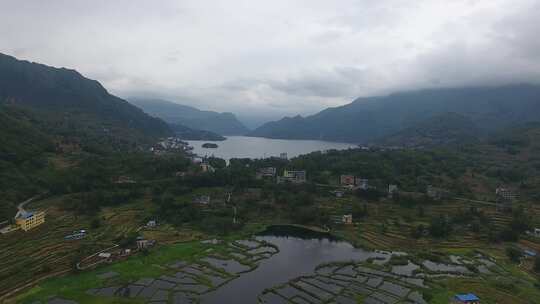 雷波马湖莼菜