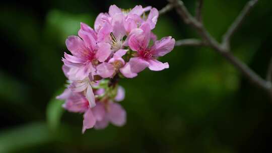 春天粉色樱花早樱花卉