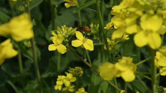 油菜花