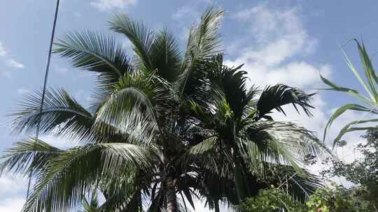 海南椰子树4K实拍视频
