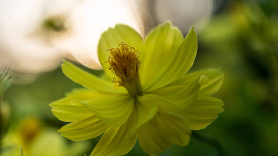 夕阳下逆光的菊花（硫华菊）