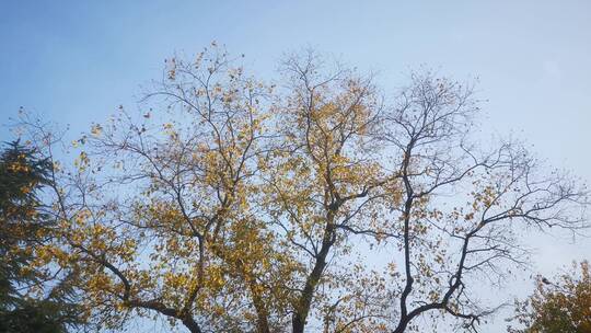 实拍 秋天 泛黄 树枝 树叶