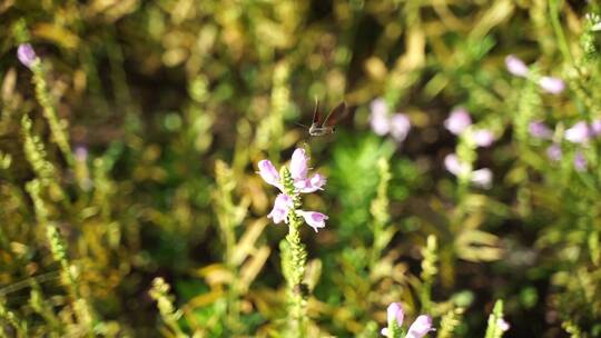 蜂鸟鹰蛾在花周围采花蜜