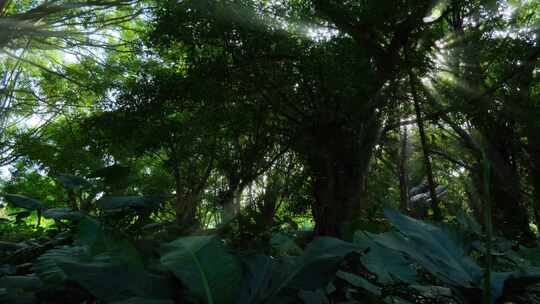 光线阳光穿过森林 树林 树荫 丁达尔光效