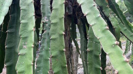 水果种植火龙果4K实拍视频