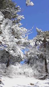 银装素裹，雪松玉树