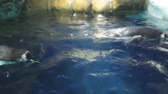水族馆一只企鹅漂浮在水中视频素材模板下载