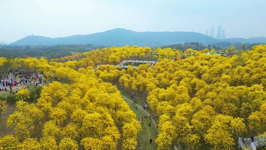 山坡满山黄花风铃木 树林 森林