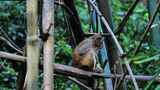 西双版纳-原始森林-猴高清在线视频素材下载