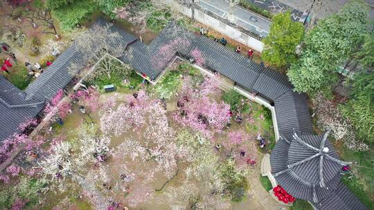 航拍南京雨花台梅岗的梅花盛开